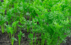 測土配方施肥儀提高農田種植技術